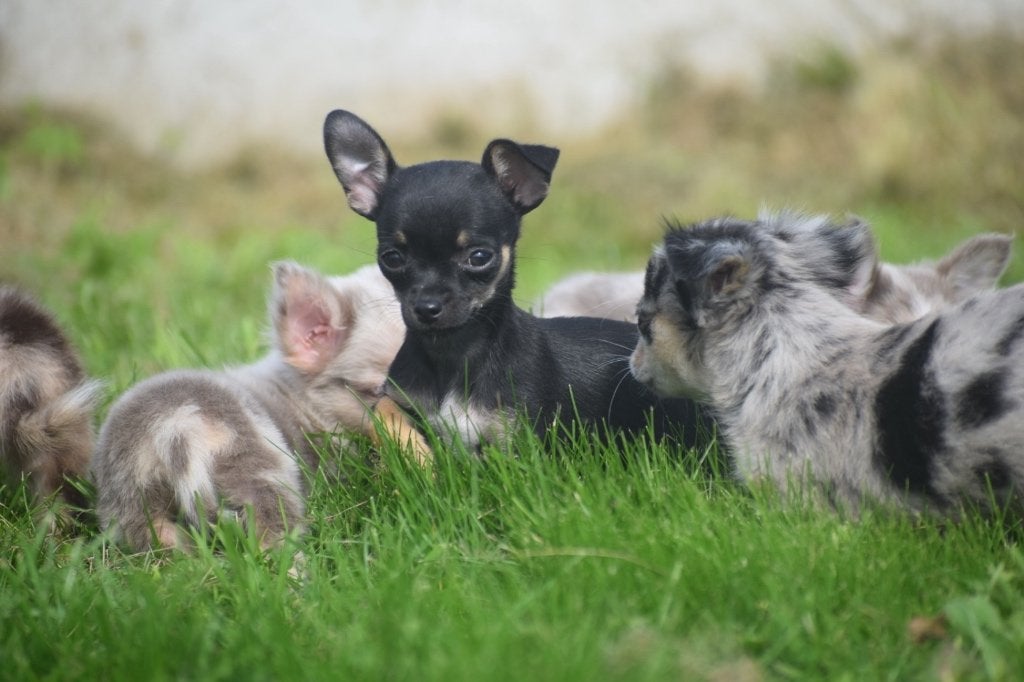 Chiots chihuahua, nouvelles portées, 15 semaines à 1 an, Plusieurs animaux, Éleveur | Professionnel, Plusieurs