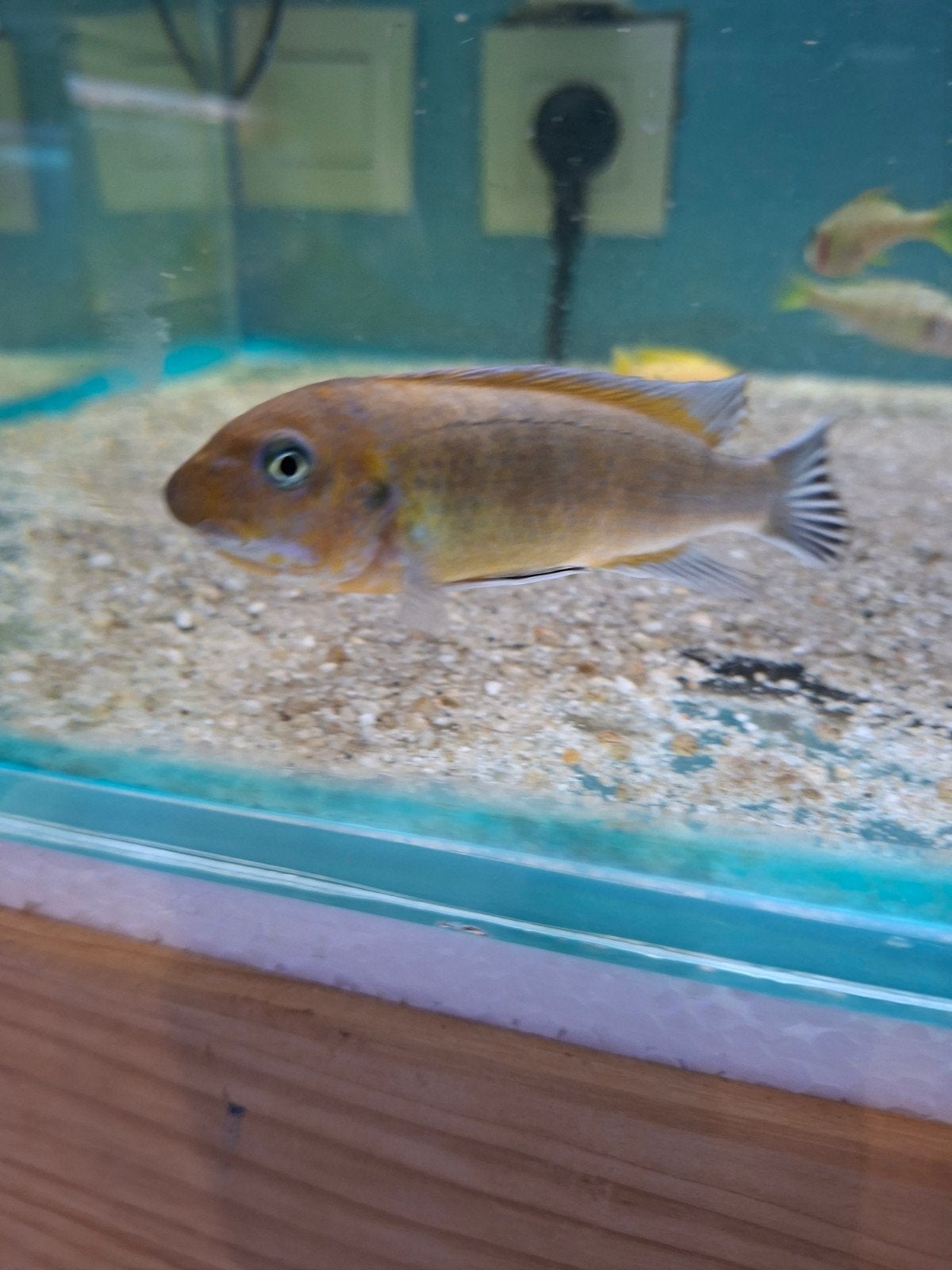 cichlides malawi labeotropheus trevawa chilumba