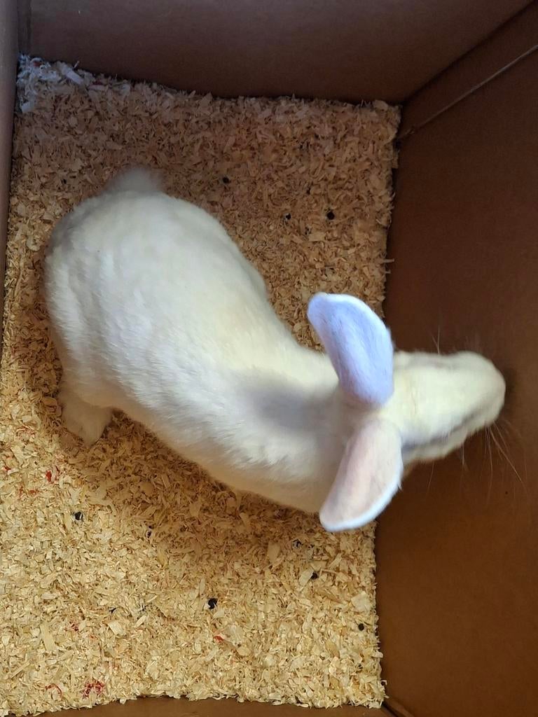 Konijnen wit van Dendermonde, Dieren en Toebehoren