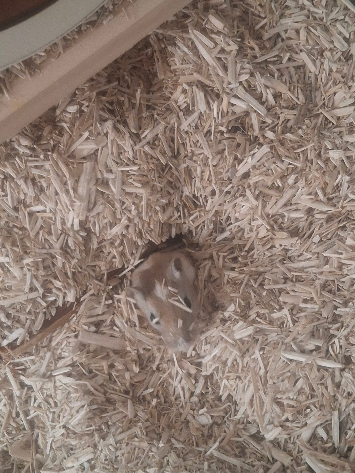 1 vrouwelijke gerbil + alles toebehoren, Dieren en Toebehoren, Ophalen