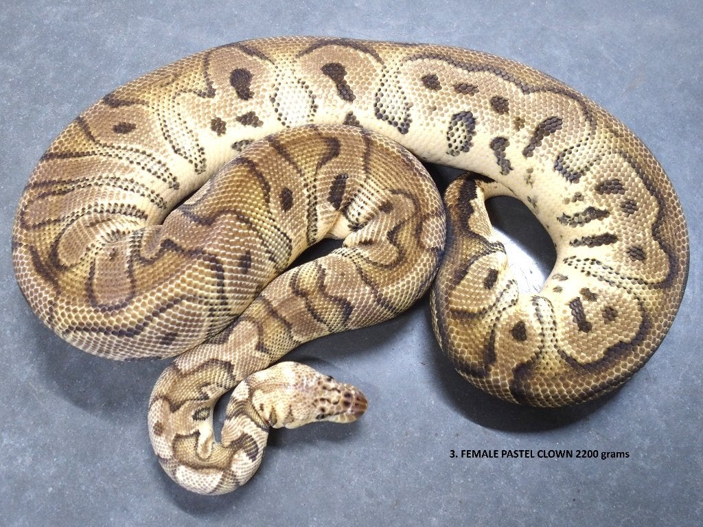 Koningspython halfwas en volwassen kweekdieren deel 1 Ball Python photo 3