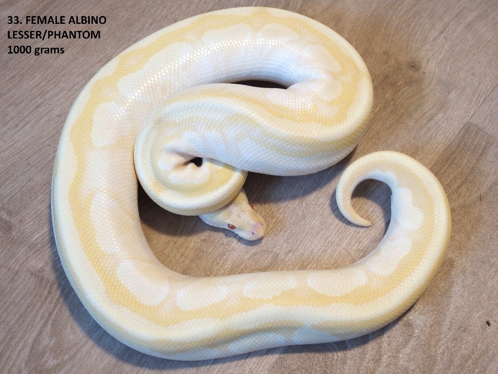Koningspythons halfwas en volwassen kweekdieren deel 2 Ball Python photo 9