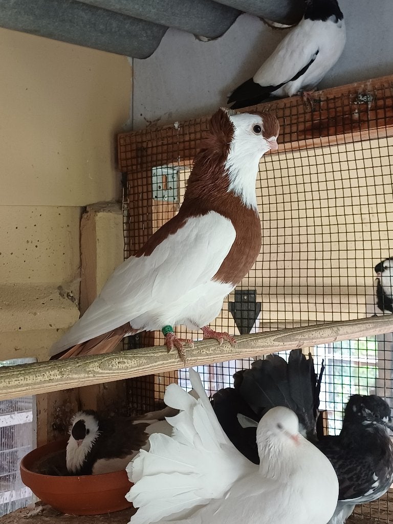 Felegyhazer kweekkoppel, Dieren en Toebehoren, Vogels | Duiven, Meerdere dieren, Tuimelaar of Roller