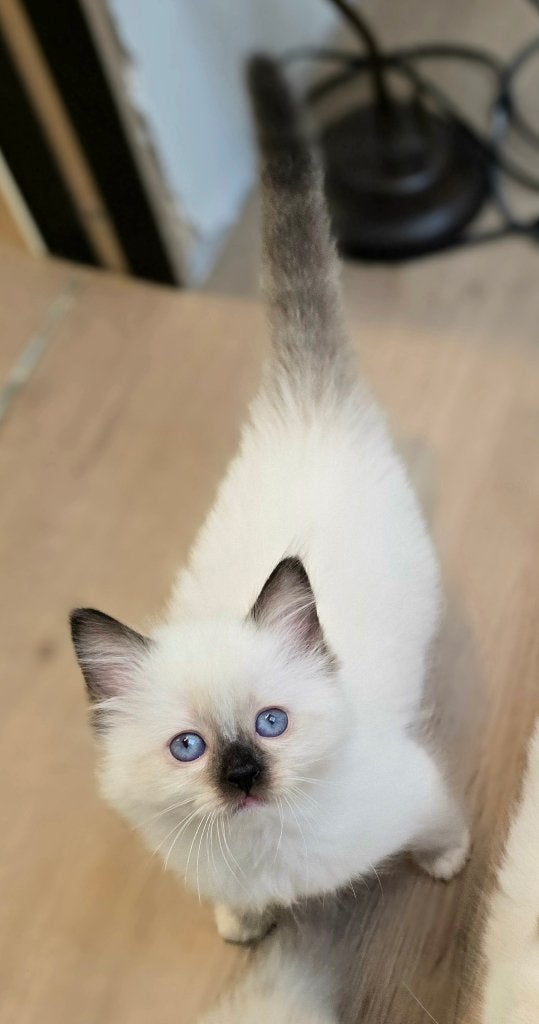 Chatons Ragdoll, Animaux & Accessoires, Chats & Chatons | Chats de race | Poil long, Chatte ou Chat, Vermifugé, 0 à 2 ans