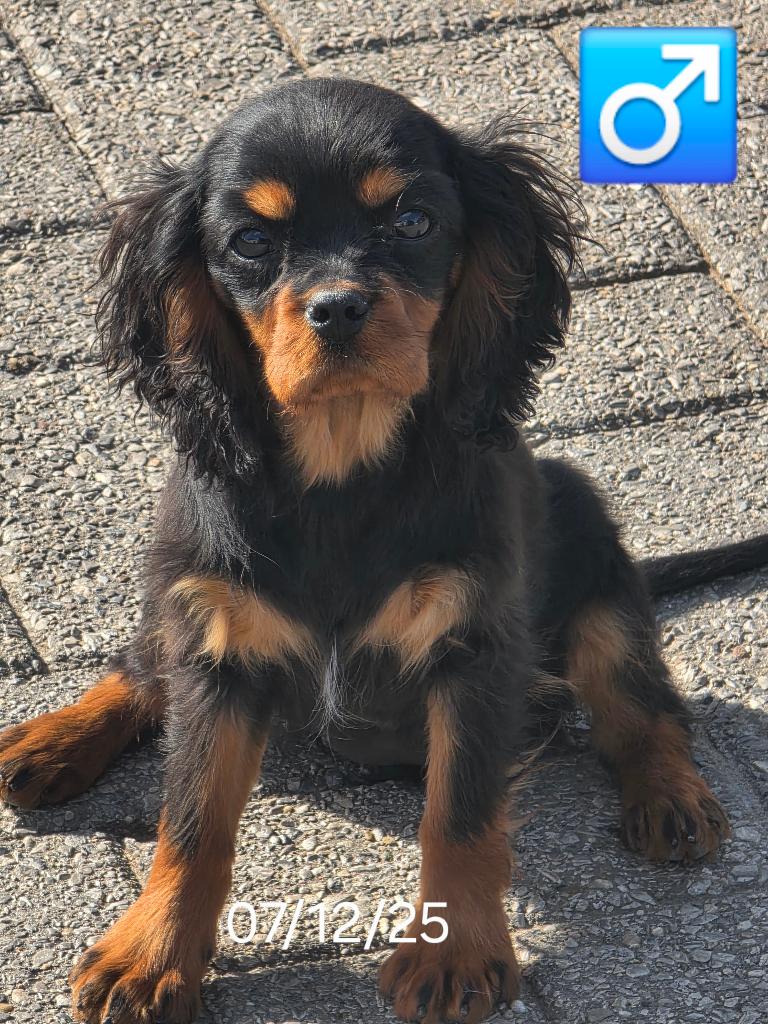 chiot Cavalier King Charles, 15 semaines à 1 an, Chien (mâle), Hépatite contagieuse (maladie de Rubarth), Belgique