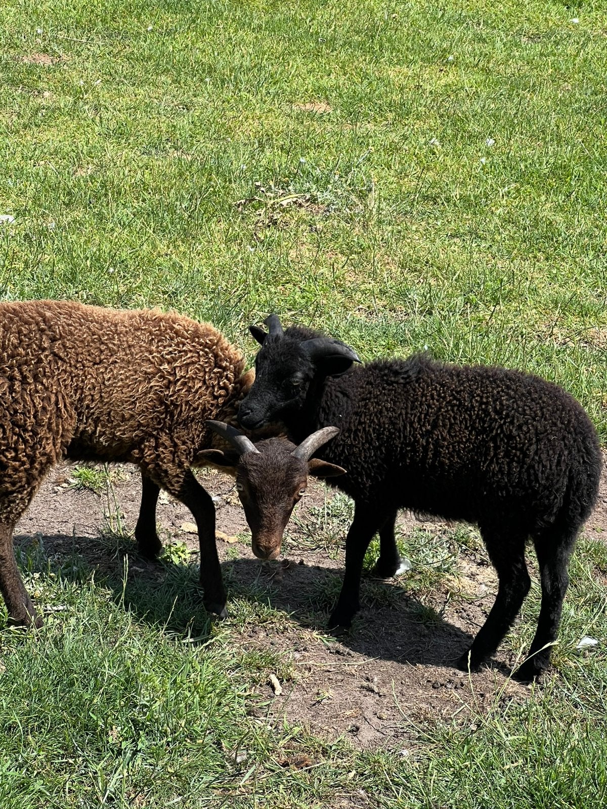 Ouessant rammetjes te koop nog 1x bruin en 1x zwart (1Mei), Dieren en Toebehoren, Schapen, Geiten en Varkens, Mannelijk, Schaap