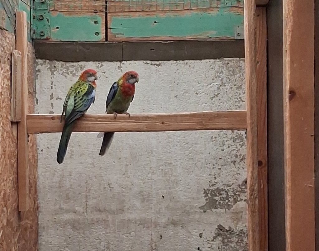 Rosella Poppen Split Zwart 2026, Vrouwelijk, Parkiet, Geringd