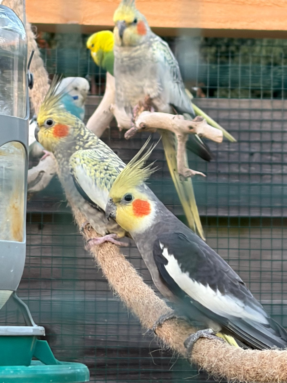valkparkiet, Dieren en Toebehoren