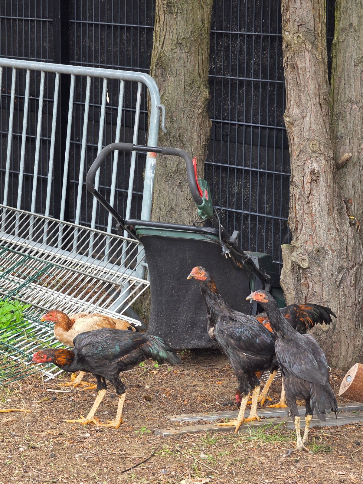 te koop per stuk 50Euro shamo 3xhanen 2x henne van dit jaar, Plusieurs animaux, Poule ou poulet