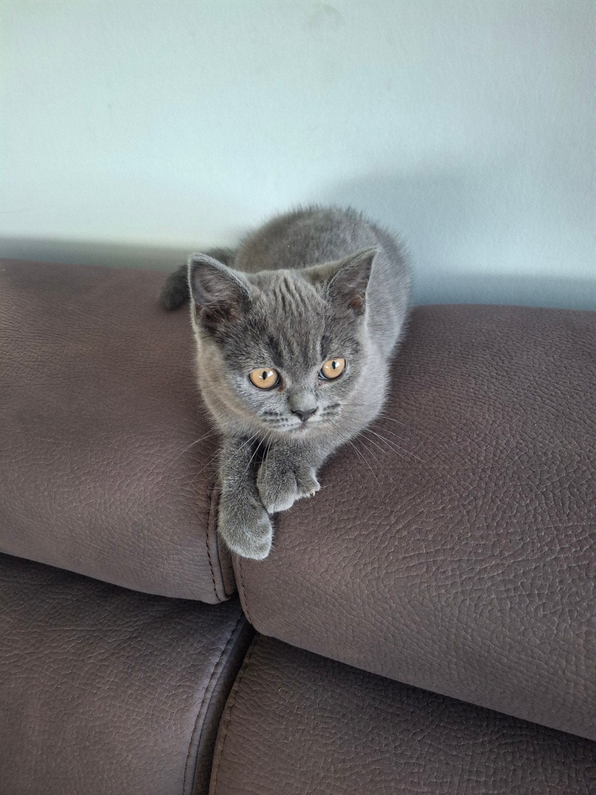 Brits korthaar kitten, Dieren en Toebehoren, Kater, Gechipt, 0 tot 2 jaar