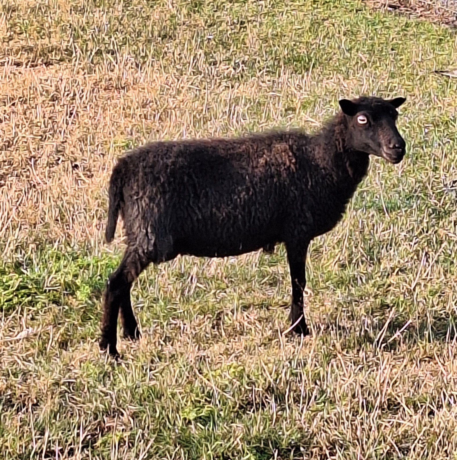 mooie zwarte ouessant ooi, Dieren en Toebehoren, Schapen, Geiten en Varkens, Vrouwelijk, Schaap, 3 tot 5 jaar