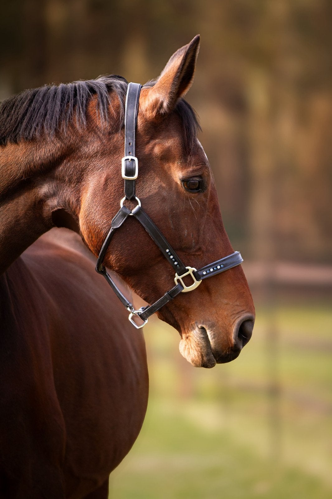 Drachtige inter merrie, Dieren en Toebehoren, Merrie