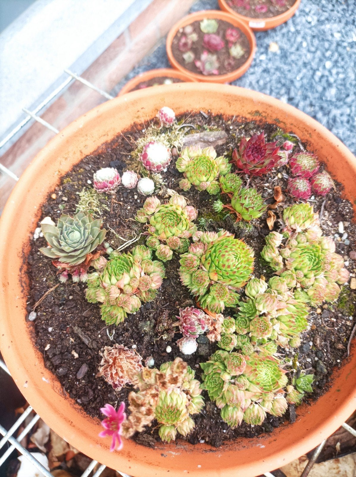 Sempervivum in terracotta schotel, Ophalen