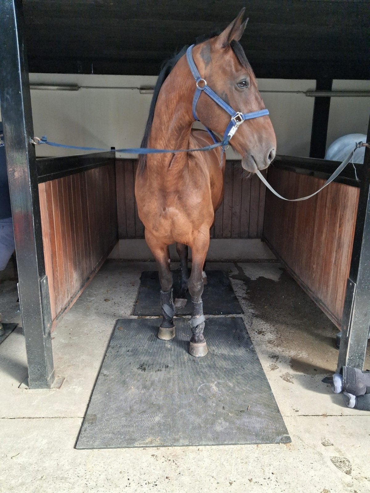 draver 13jaar super braaf ook bij kinderen!!, Débourré, Cheval d'attelage, 170 à 175 cm, Hongre
