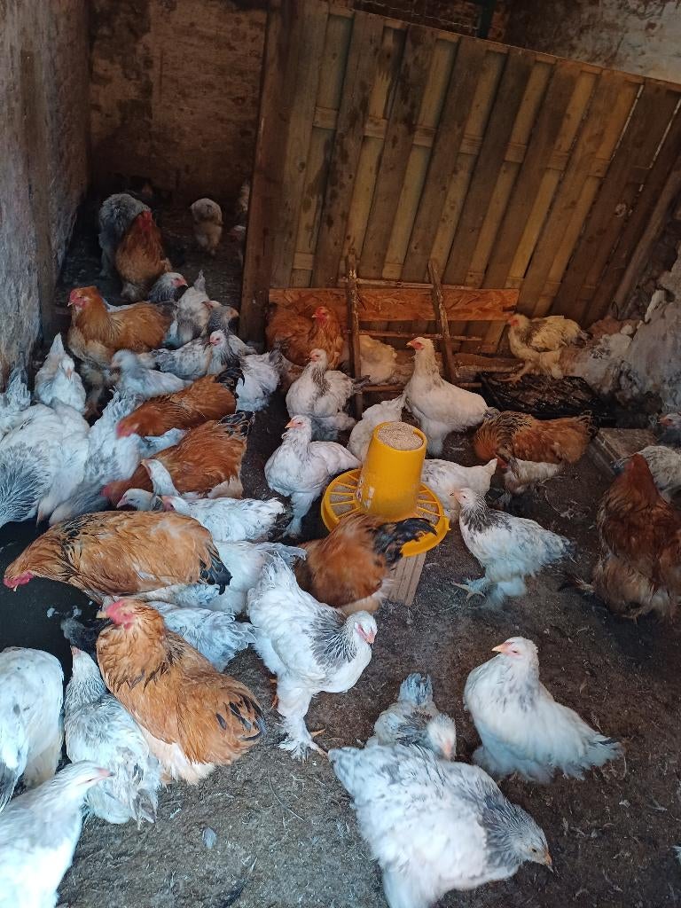 65 Brahma´s hen en haan, Meerdere dieren, Kip