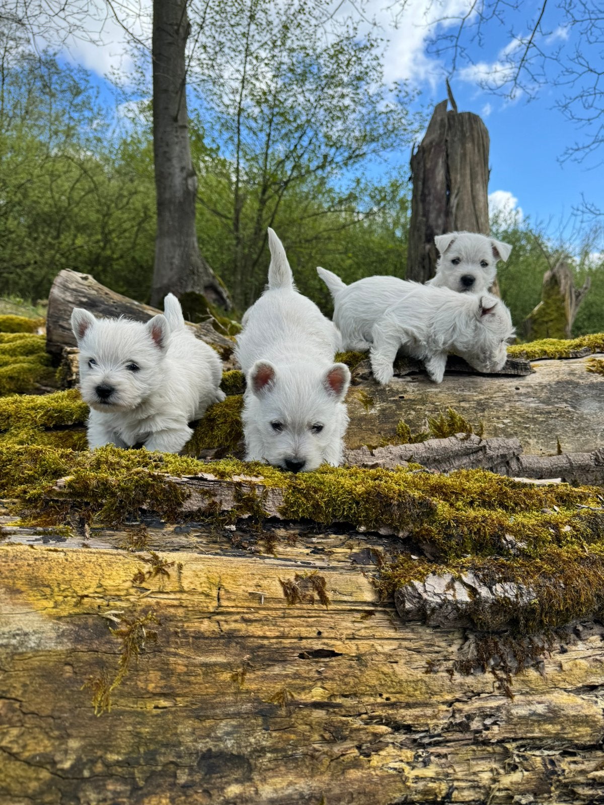 West highland white terriër pups /westy /westie/, Autres races, 8 à 15 semaines, Plusieurs, Éleveur | Loisir
