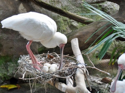 Flamingo, Dieren en Toebehoren
