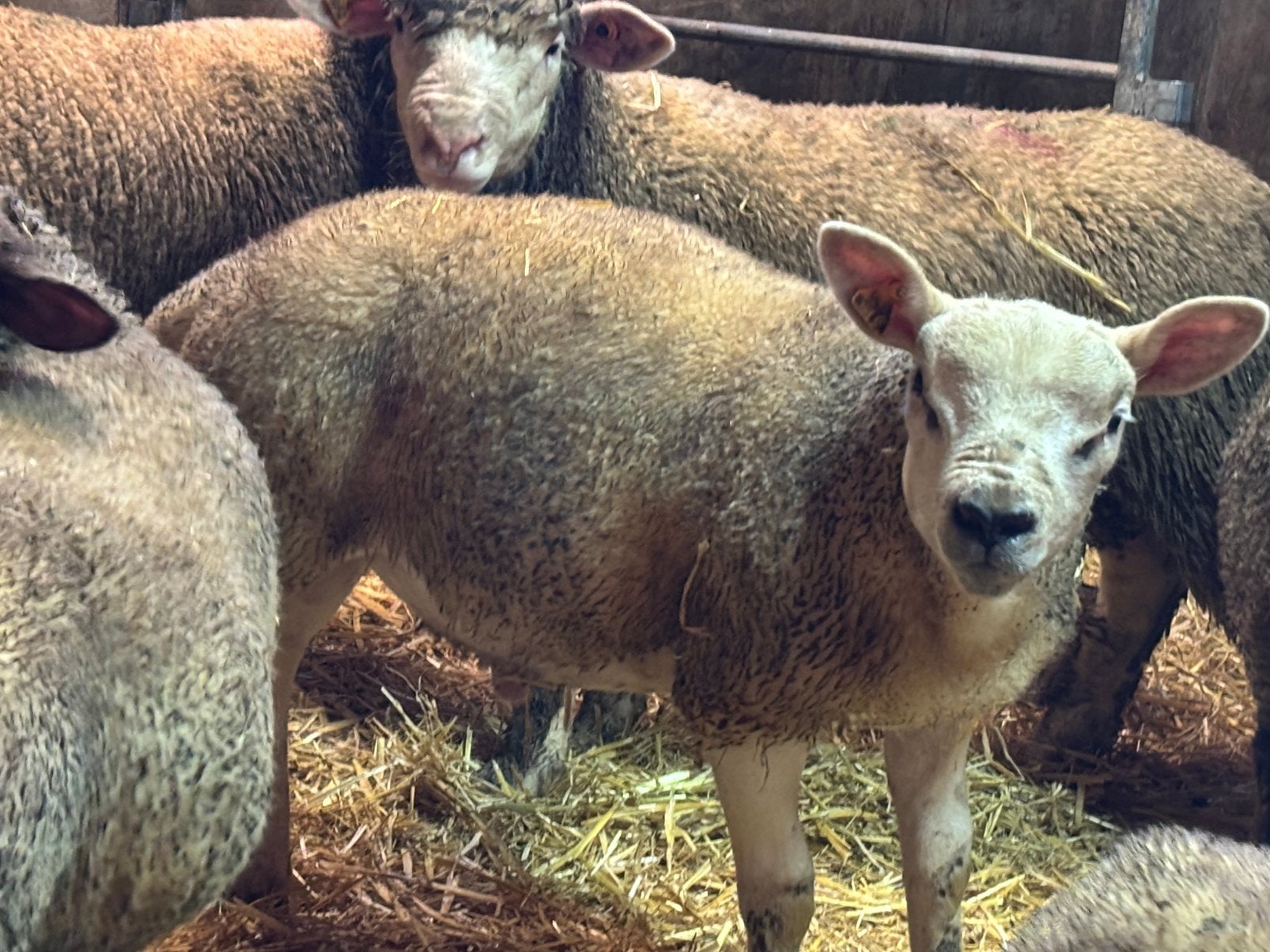 Engelse texel ramlam, Mâle, Mouton, 0 à 2 ans
