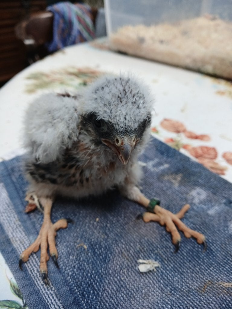 faucon américain, Animaux & Accessoires, Oiseaux | Oiseaux Autre, Mâle, Oiseau de proie, Domestique