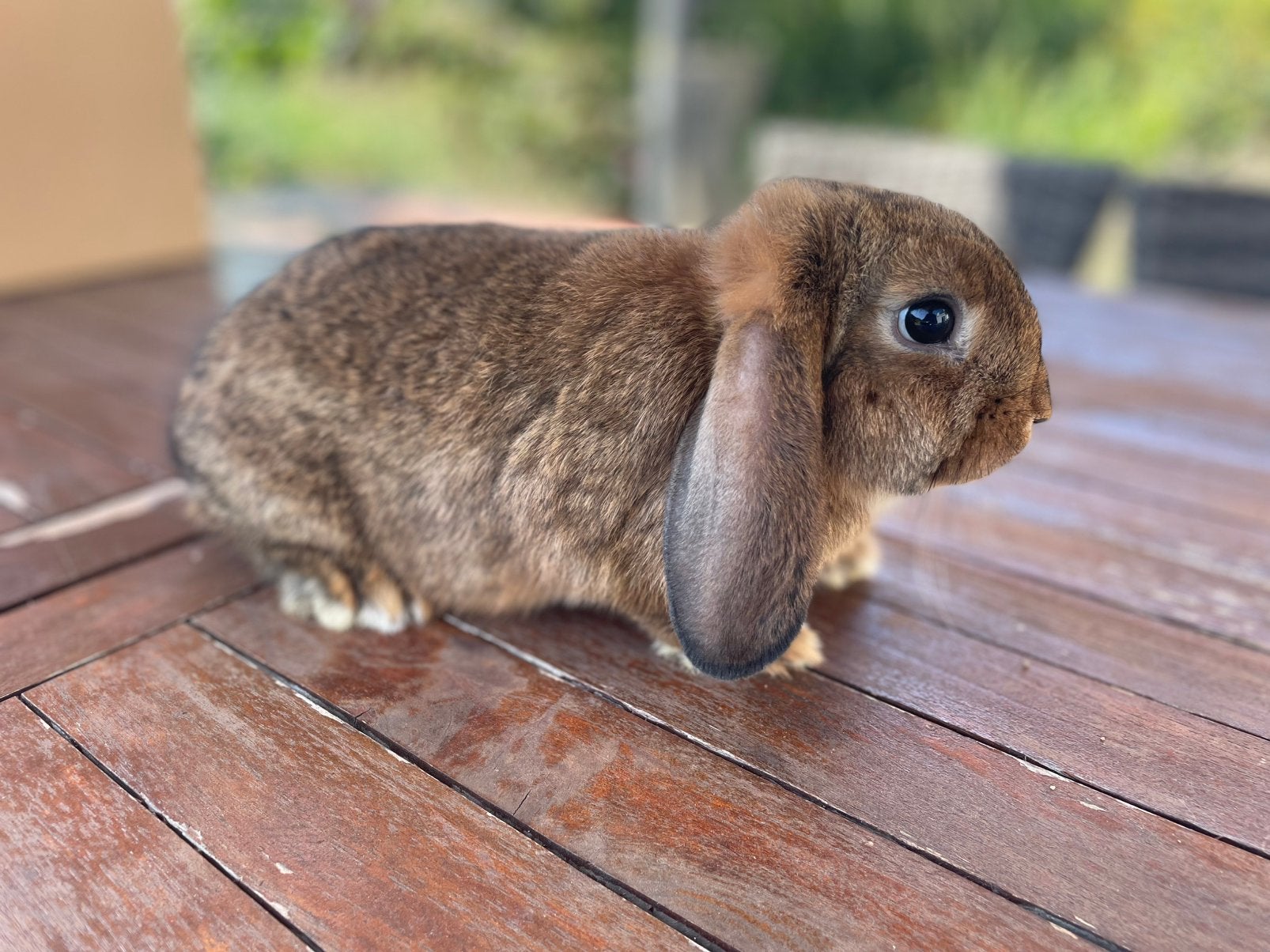 Minilop konijntje, Dieren en Toebehoren, Konijnen