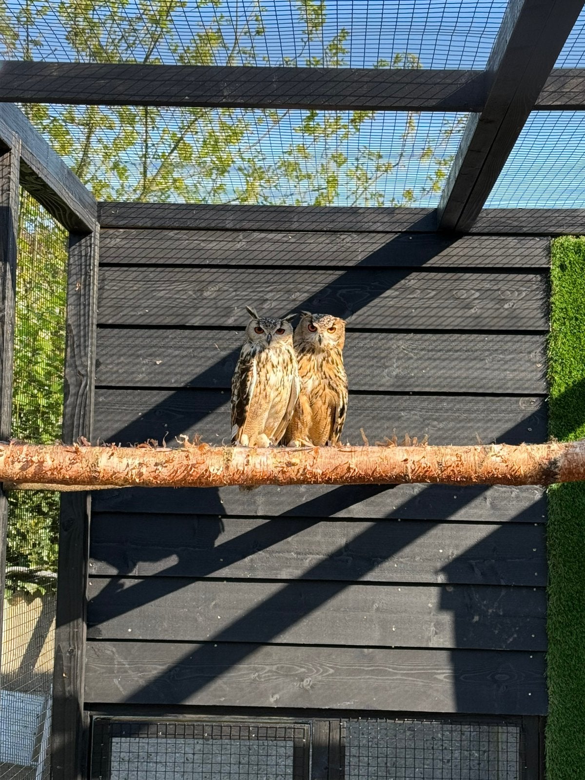 Koppel bengaalse oehoe, Roofvogel