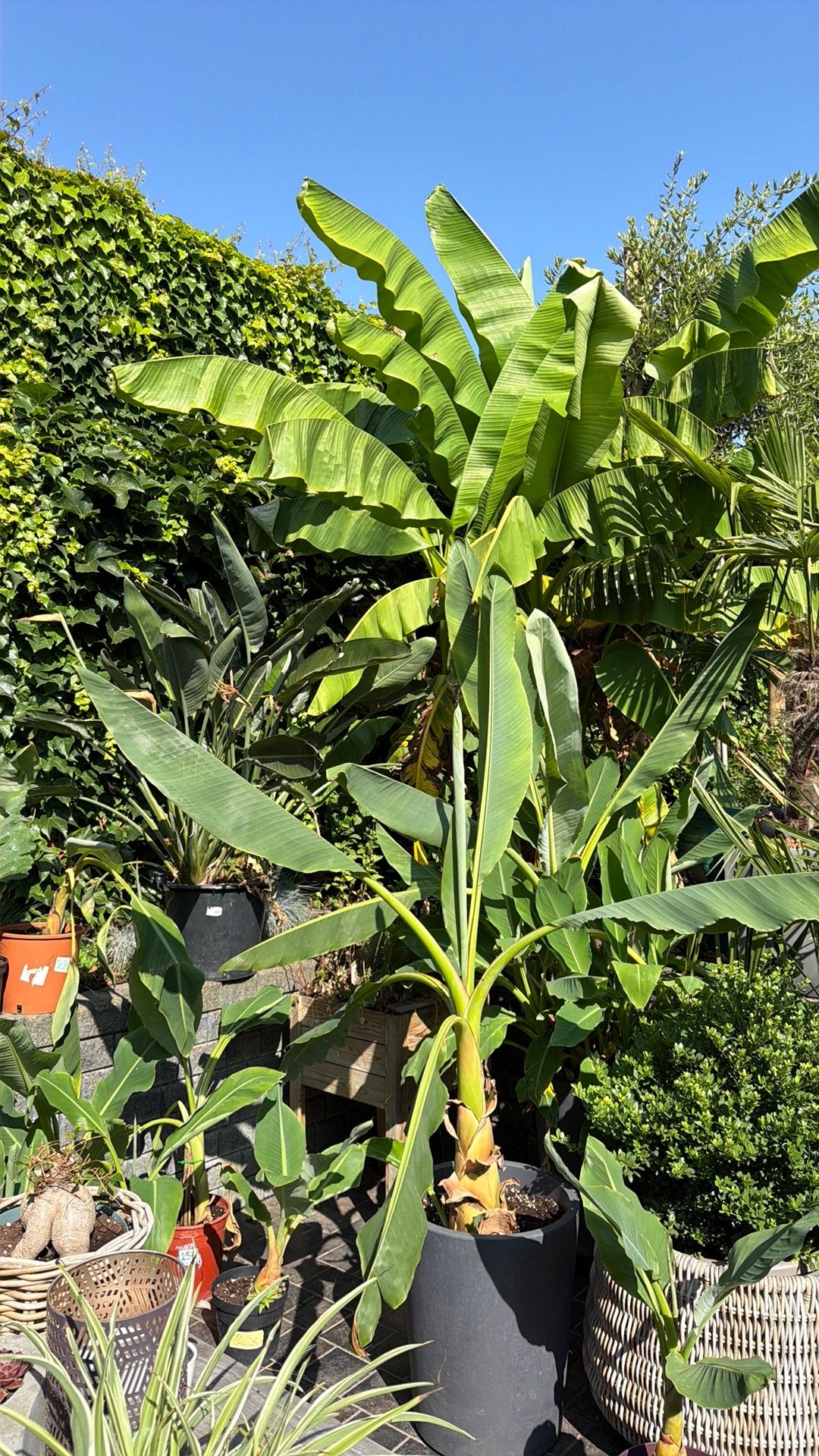 Musa basjoo en Musella lasiocarpa, Tuin en Terras, Planten | Tuinplanten, Ophalen, Vaste plant, Fruitplanten, Halfschaduw