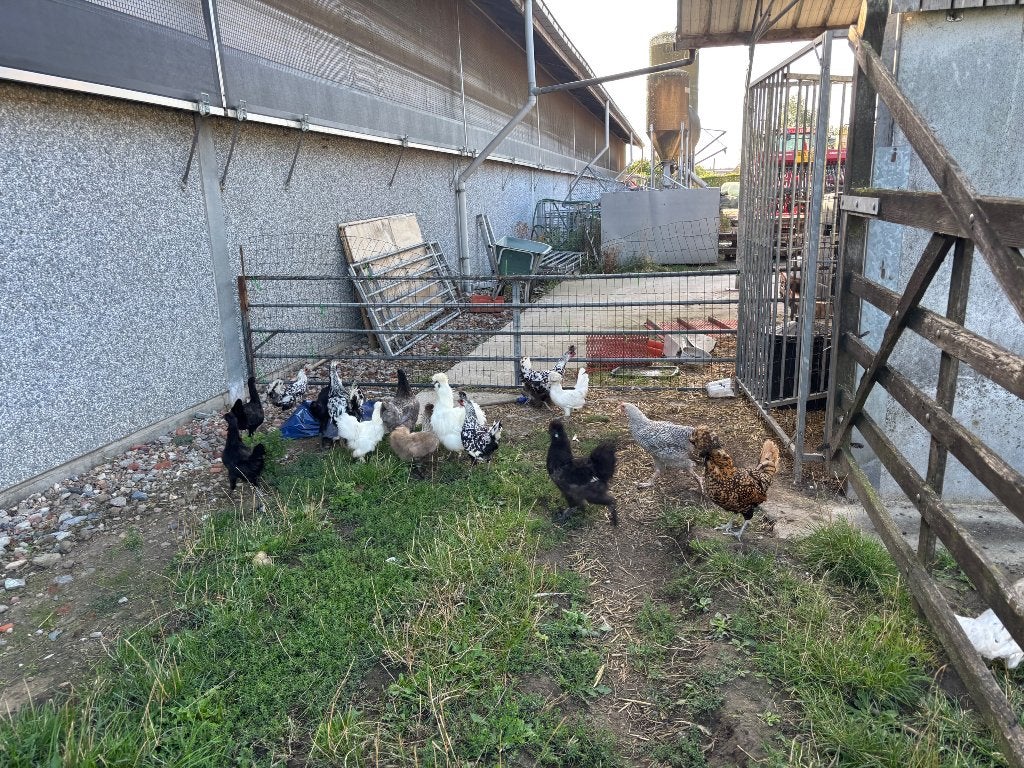 Sierkippen, Plusieurs animaux, Poule ou poulet