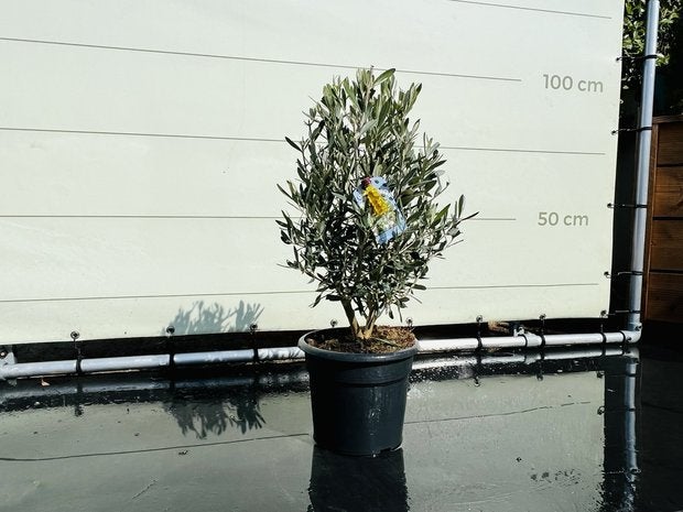 Olijfboom - Olea Europea - hoogte 75 cm, Jardin & Terrasse, Plantes | Arbres