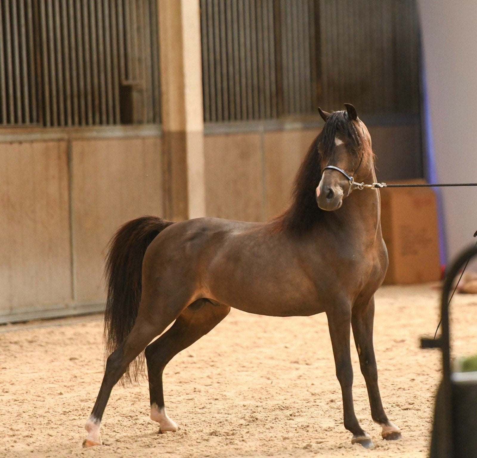 super mooie kwaliteitsvolle  minipaardjes nmprs aspc amhr, Étalon, Ne s'applique pas, Poney A (jusqu'à 1.17 m), Avec pedigree