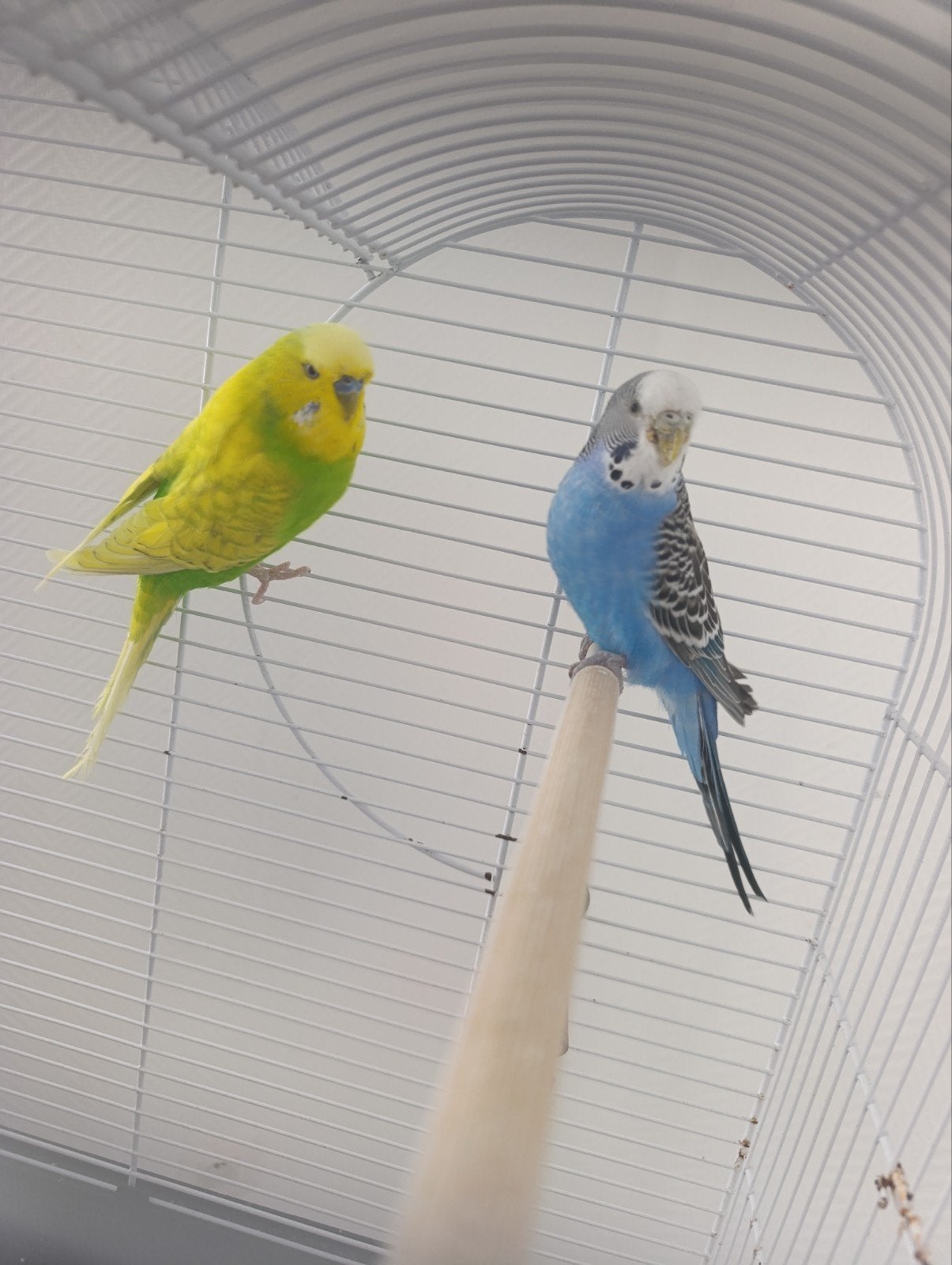 twee prachtige parkieten met kooi, Dieren en Toebehoren, Vogels | Duiven