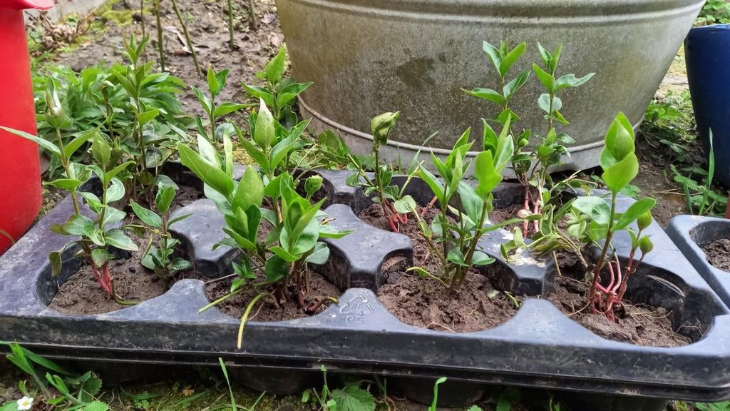 Grote maagdenpalm, Tuin en Terras, Ophalen