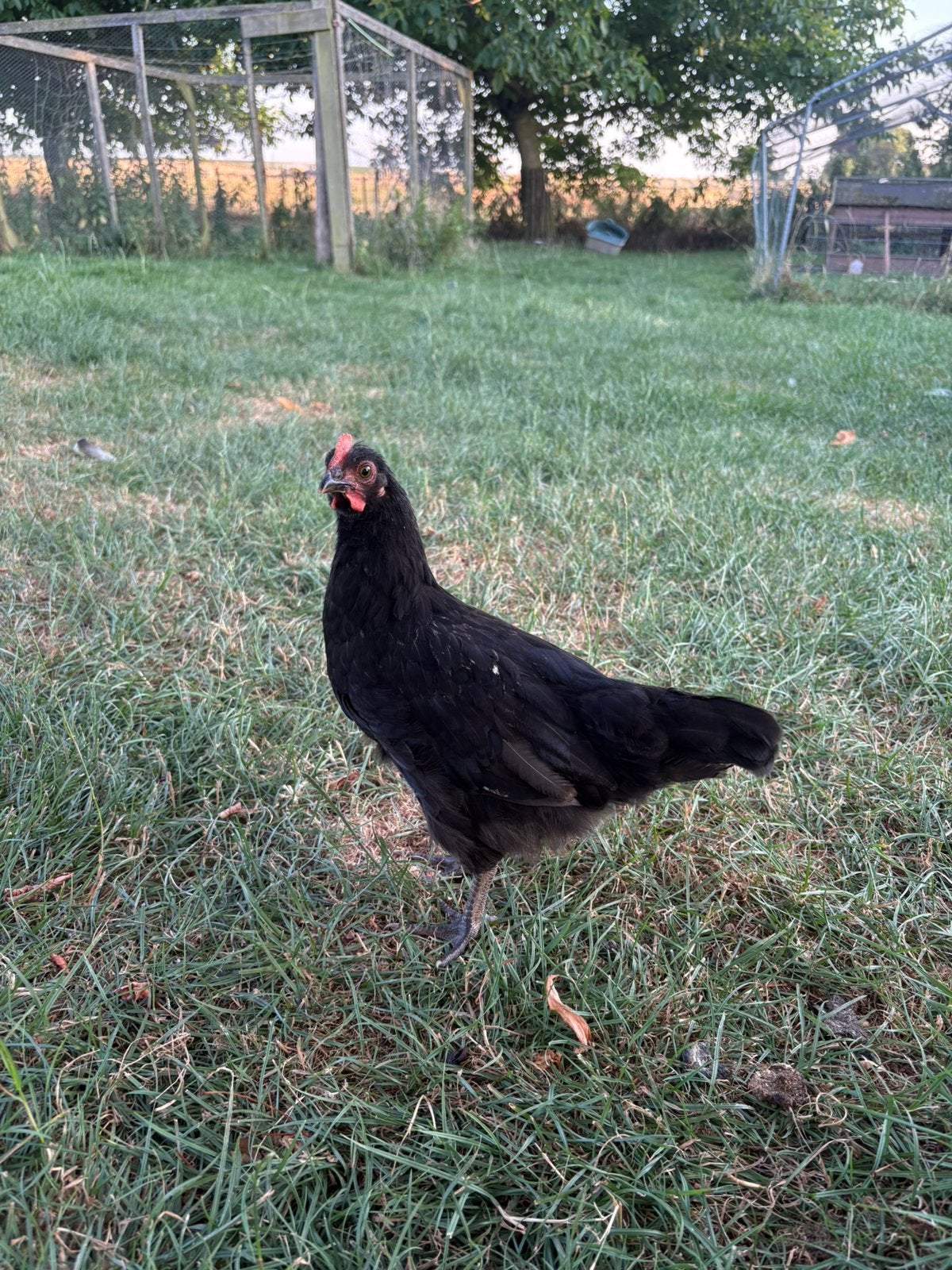 Coq olive egger a donné, Animaux & Accessoires