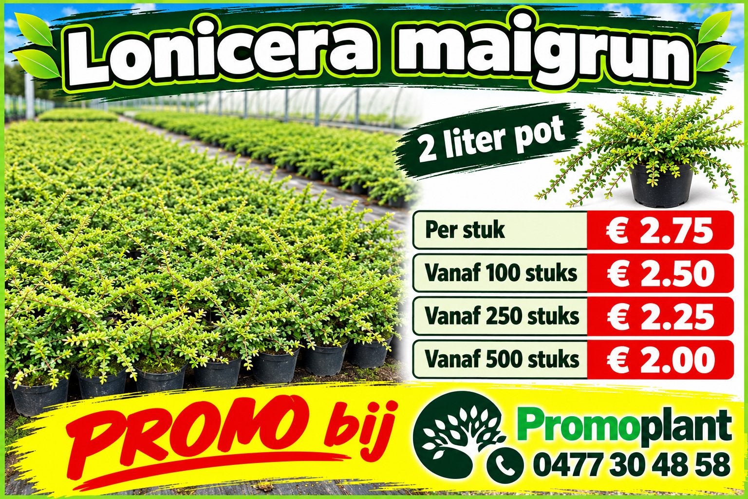 ‼️Lonicera maigrun aan PROMOprijzen bij PROMOplant‼️, Tuin en Terras, Ophalen, Siergrassen