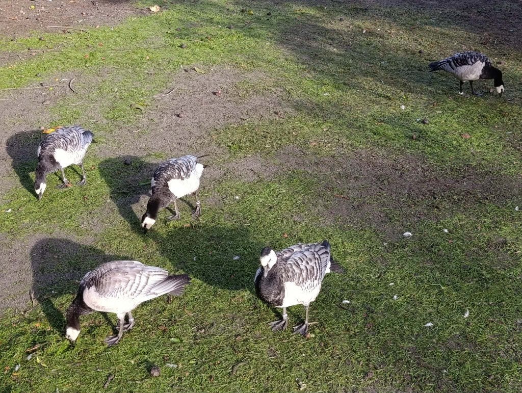 3 brandganzen en koppel boomeenden - fluiteenden, Animaux & Accessoires, Volatiles, Femelle, Oie ou Cygne