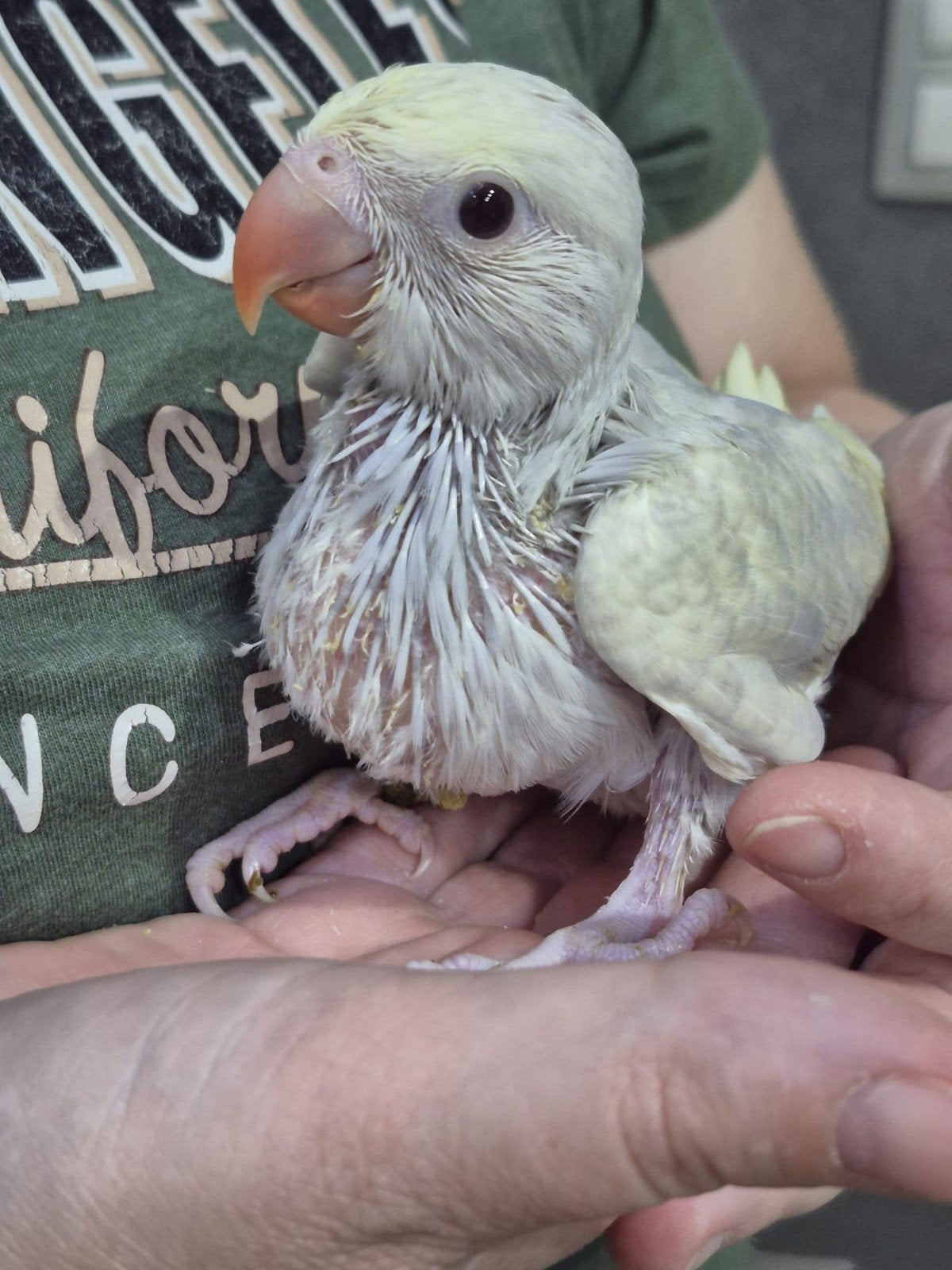 Halsbandparkiet baby handtam, Dieren en Toebehoren, Tam