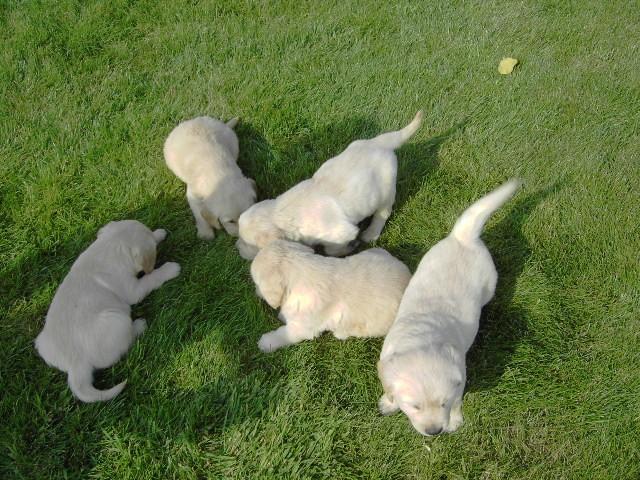 Golden Retriever pups, België, 8 tot 15 weken, Meerdere, Meerdere dieren
