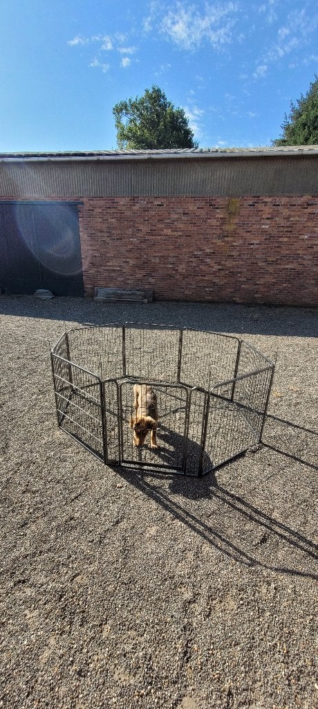 Puppy /kleine honden ren, Dieren en Toebehoren, Ophalen, 110 cm of meer, 65 tot 100 cm, Hondenhok