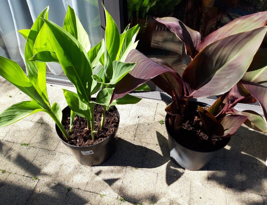 Canna ou canne à fleurs, Jardin & Terrasse, Plantes | Jardin, Enlèvement, Été, Plante fixe, Plein soleil