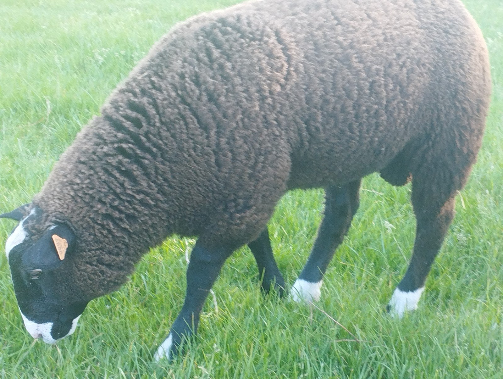 2 Zware ramlammeren, Animaux & Accessoires, Moutons, Chèvres & Cochons
