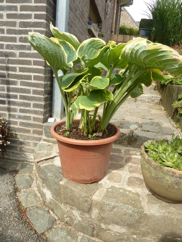 Hosta in grote pot, Tuin en Terras, Planten | Tuinplanten, Ophalen, Lente, Vaste plant, Volle zon