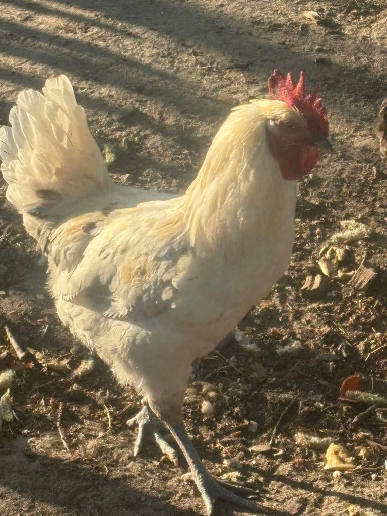 Witte haan, Dieren en Toebehoren, Pluimvee, Mannelijk, Kip