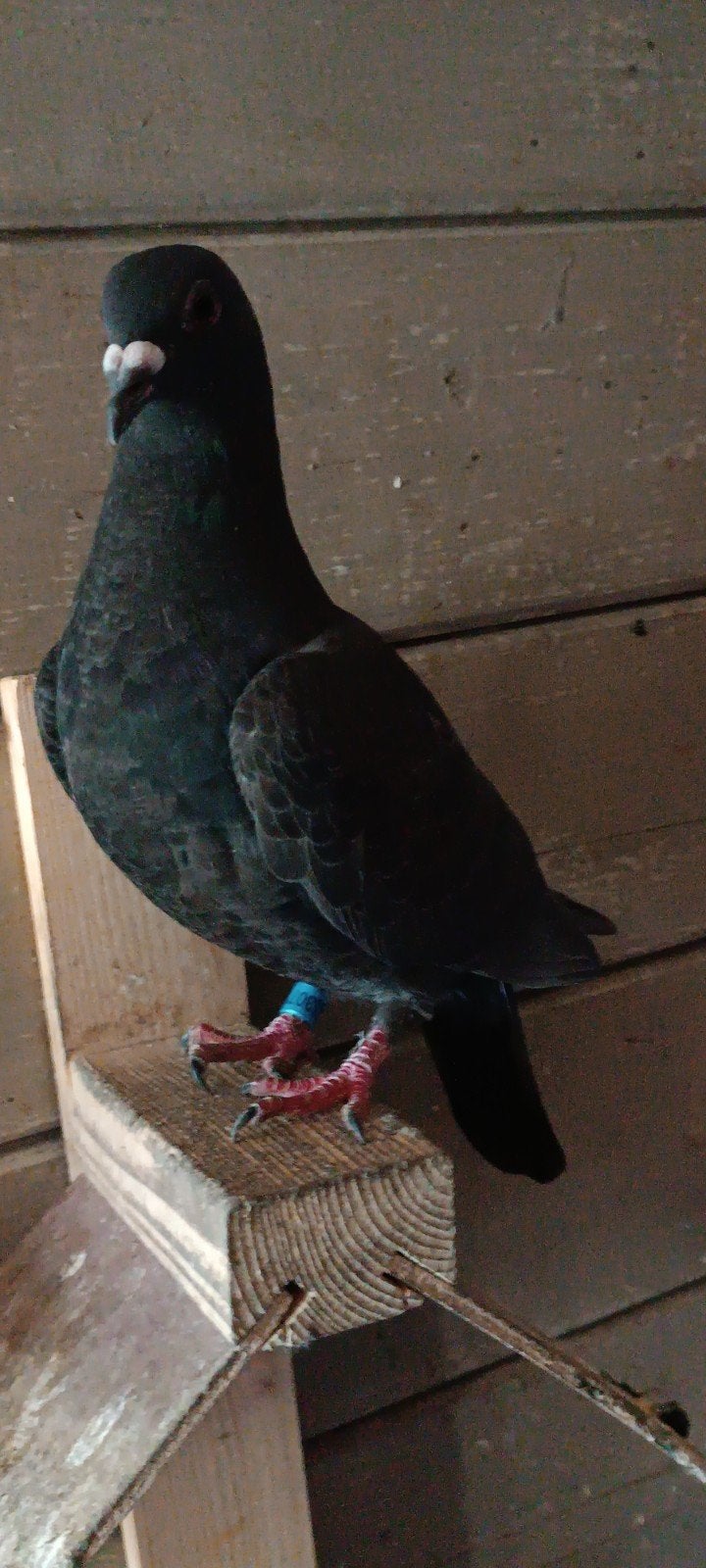 Doffer 2026, Dieren en Toebehoren