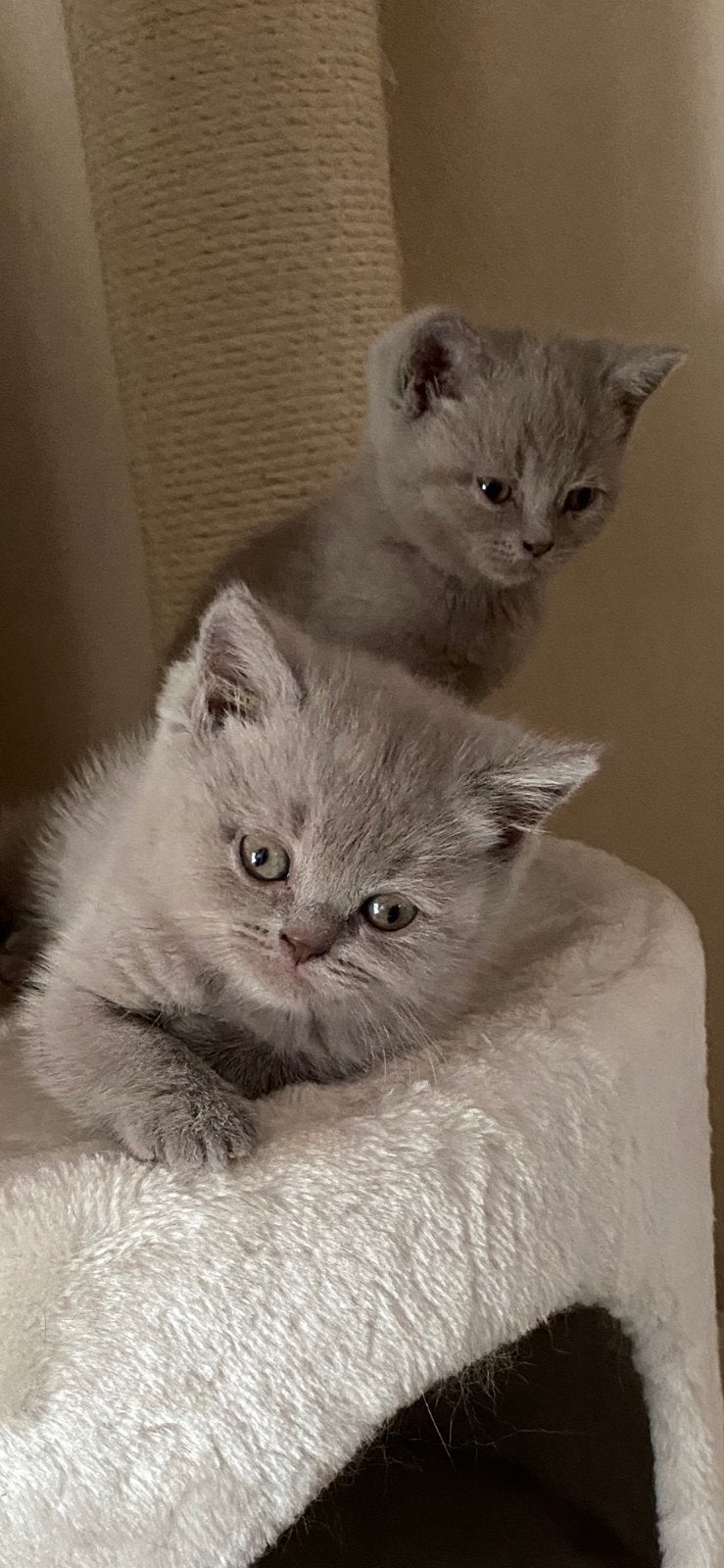 Britse korthaar kittens, Dieren en Toebehoren, Katten en Kittens | Raskatten | Korthaar, Poes, Gechipt, 0 tot 2 jaar
