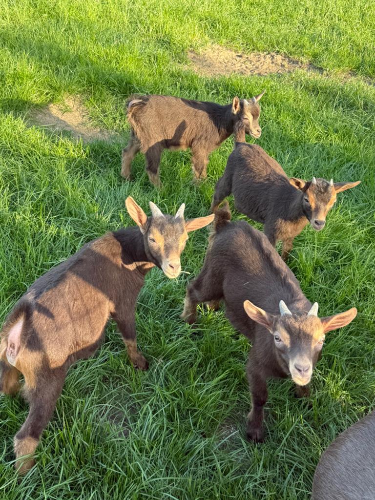 Dwerggeit lammetjes, Dieren en Toebehoren, Schapen, Geiten en Varkens, Meerdere dieren, Geit, 0 tot 2 jaar