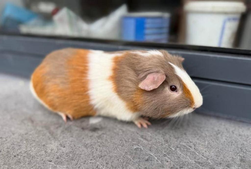 Jonge cavia, Cavia, Mannelijk, Tam, Oktober