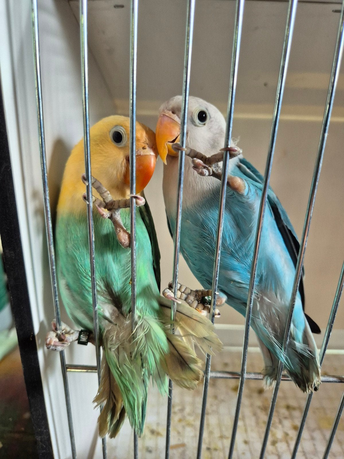 koppeltje fischeri, Dieren en Toebehoren, Meerdere dieren, Dwergpapegaai of Agapornis, Geringd