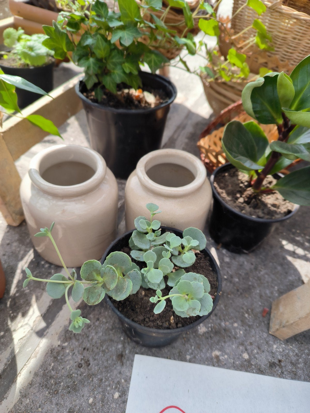 Hylotelephium sieboldii vetplant succulent, Ophalen