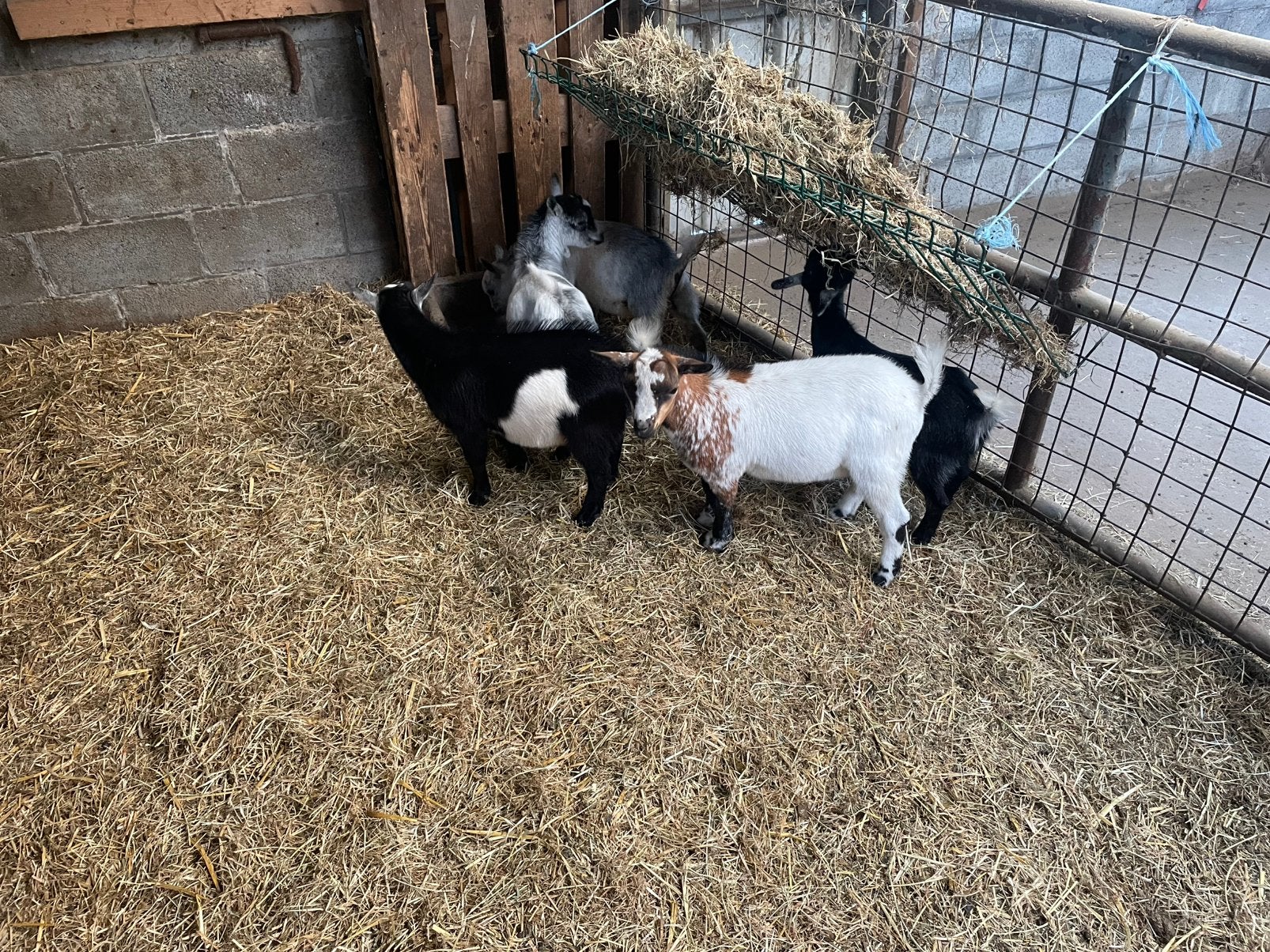 Gietjes