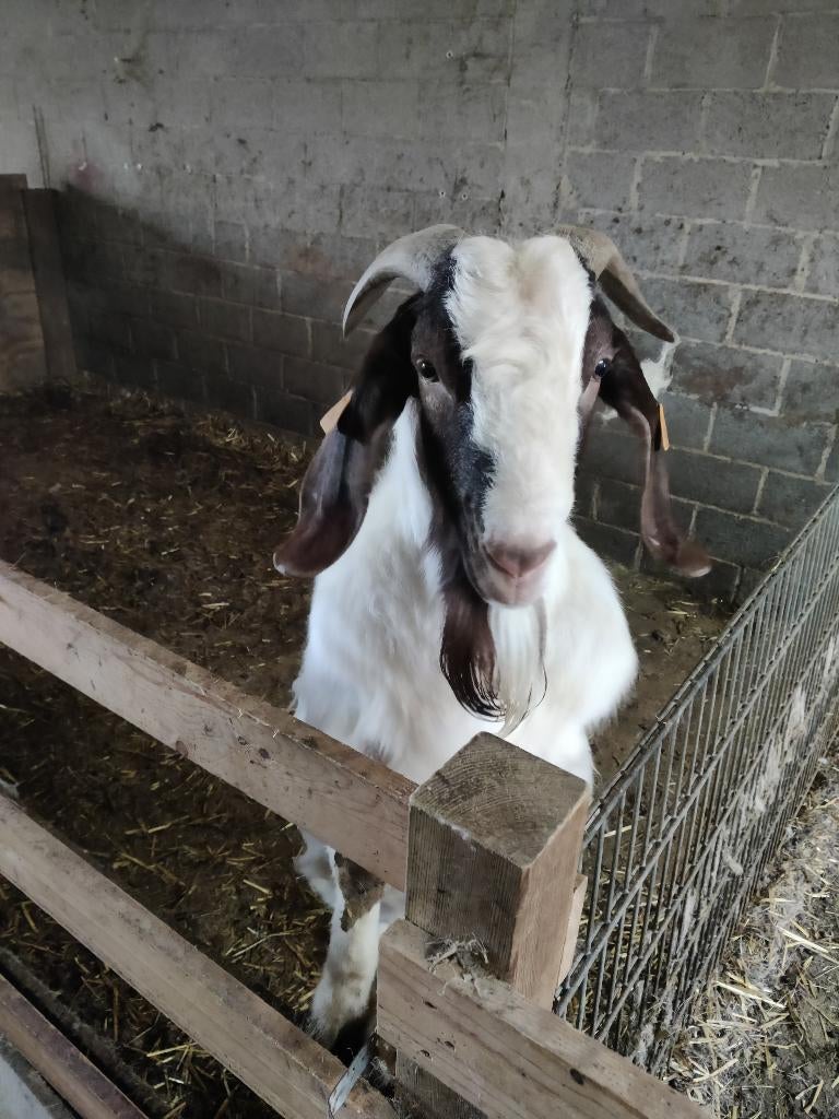 boergeit ram, Mannelijk, Geit
