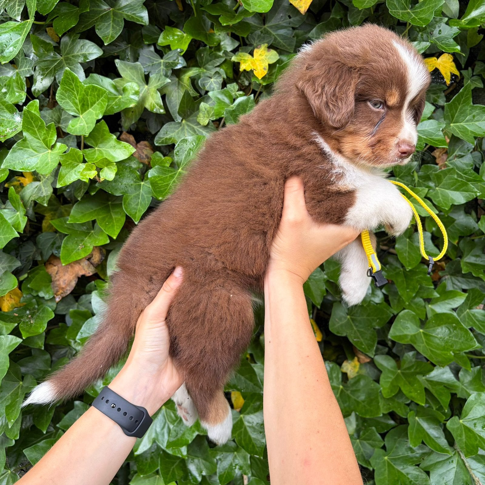 Red tricolor Australische herder pups, België, 8 tot 15 weken, Meerdere, Meerdere dieren